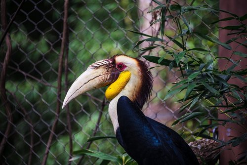 bird  zoo  parrot