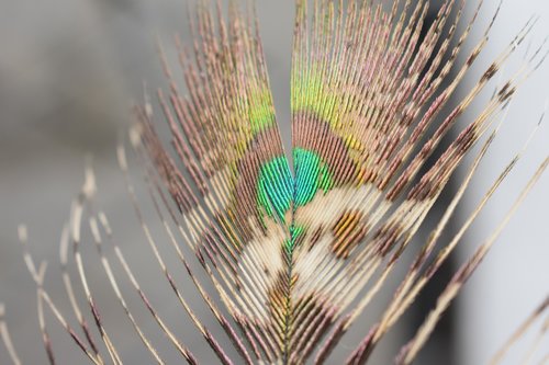 bird  peacock  feather