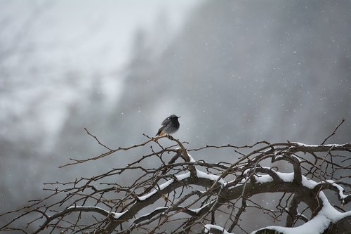 bird  tree  winter