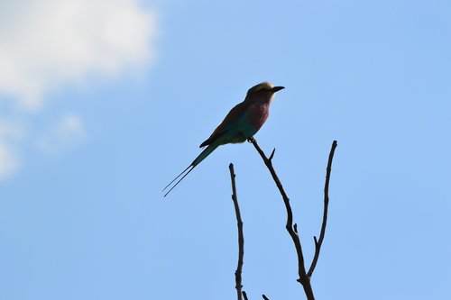 bird  branch  nature