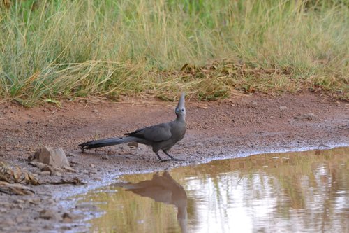 bird  water  reflection