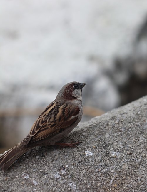 bird  sparrow  tiny