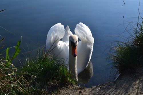 bird  water  plumage