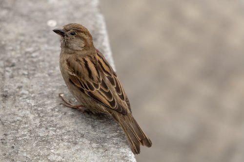 bird  sperling  sparrow