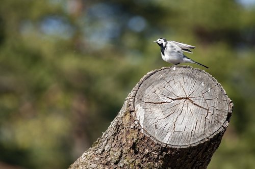 bird  wagtail  animal