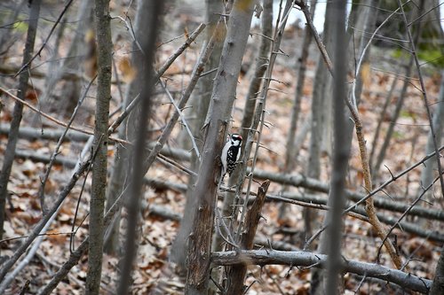 bird  forest  trees