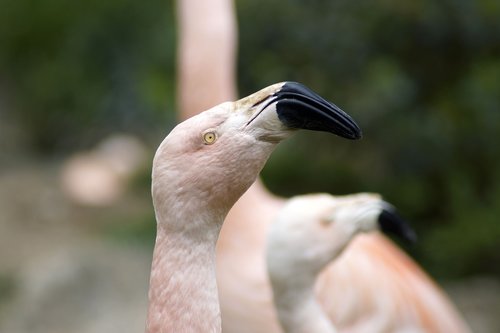 bird  flamingo  animal world