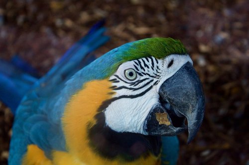 bird  arara  parrot