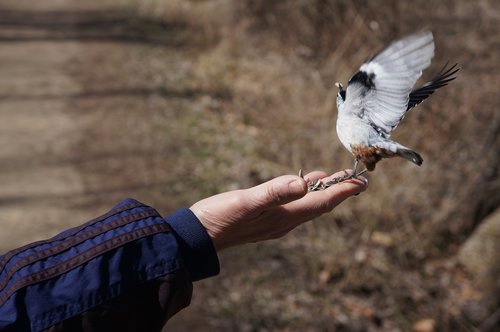 bird  bird feeding  feeding