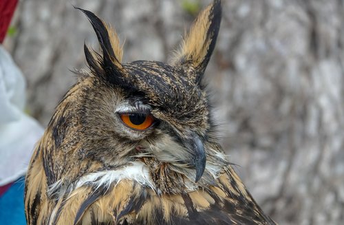 bird  eagle owl  wild bird