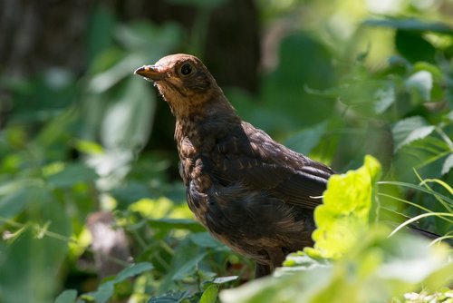 bird  nature  animal