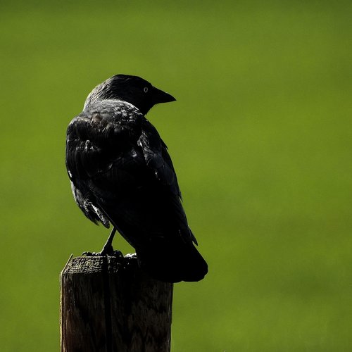 bird  jackdaw  black