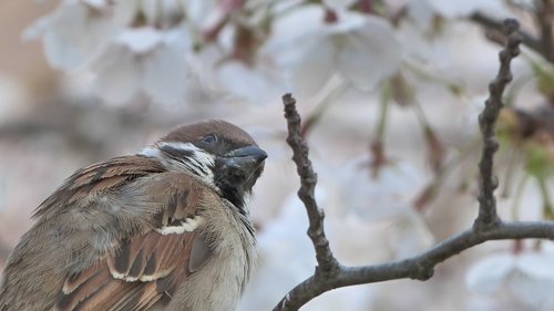 bird  sakura  spring