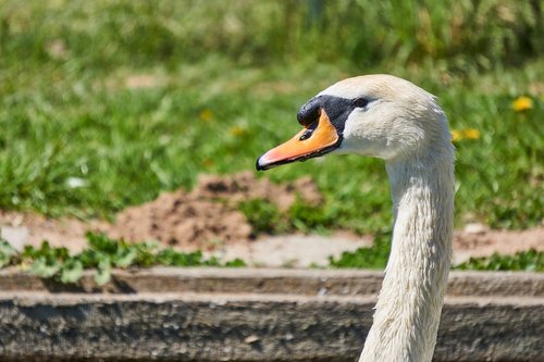 bird  swan  animal world