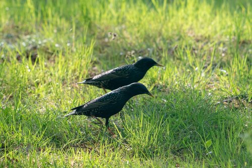 bird  starling  grass