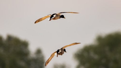 bird  flying  ducks