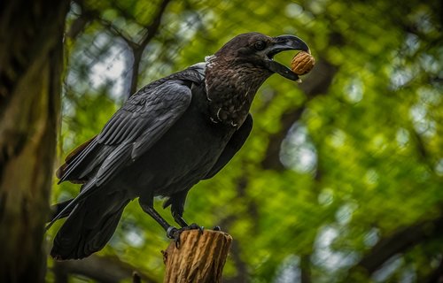 bird  feather  bill