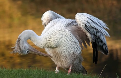 bird  nature  field