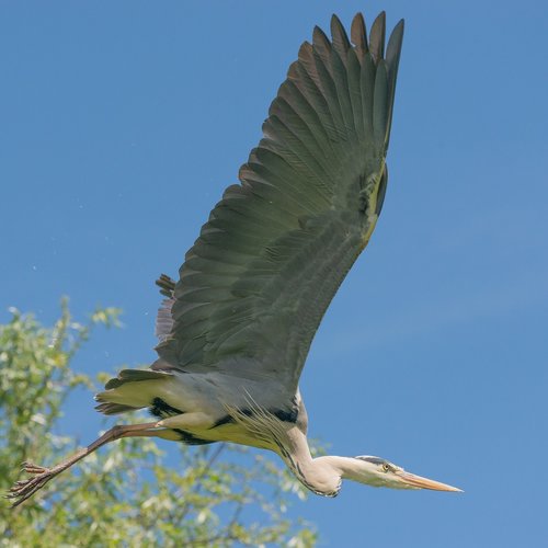 bird  flight  freedom