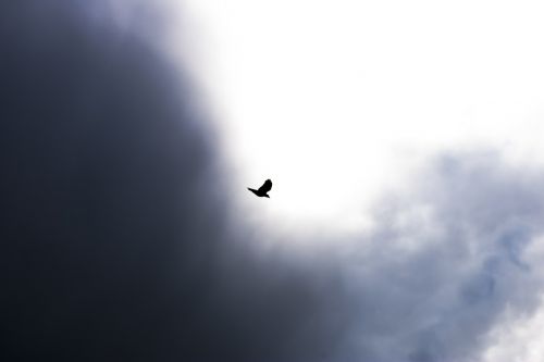 bird flying sky