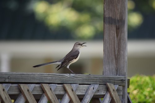 bird  animals  nature