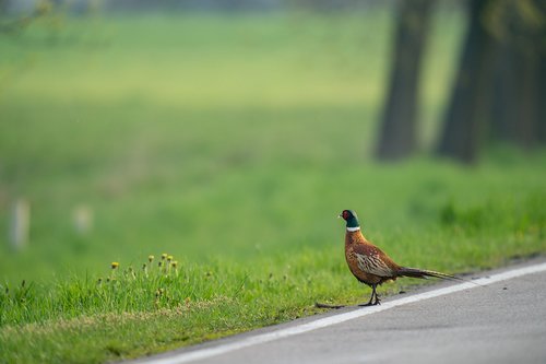 bird  pheasant  nature