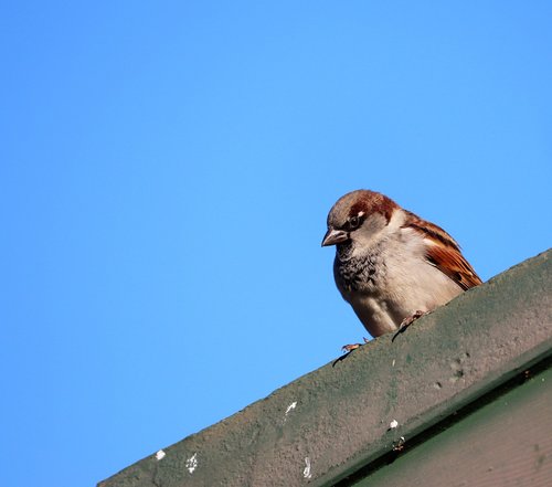 bird  sparrow  perched