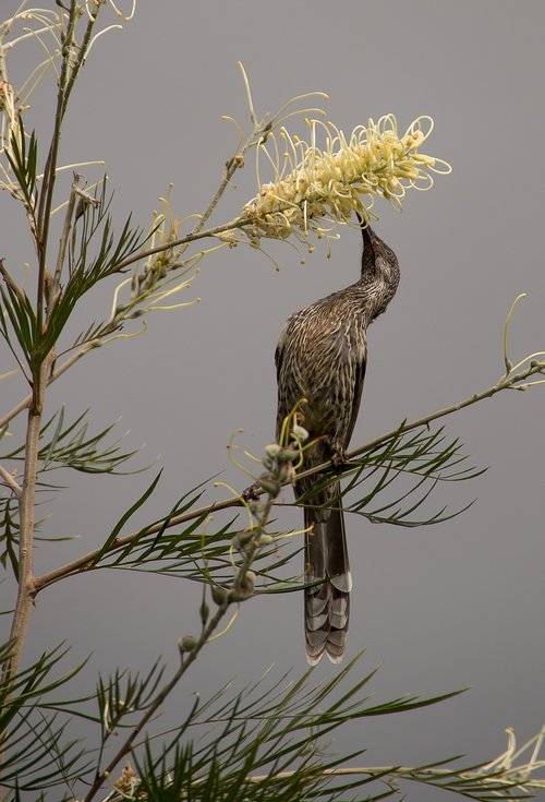 bird  honeyeater  little wattlebird