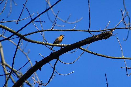 bird  branch  sky