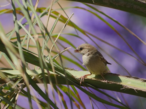 bird  songbird  migratory bird