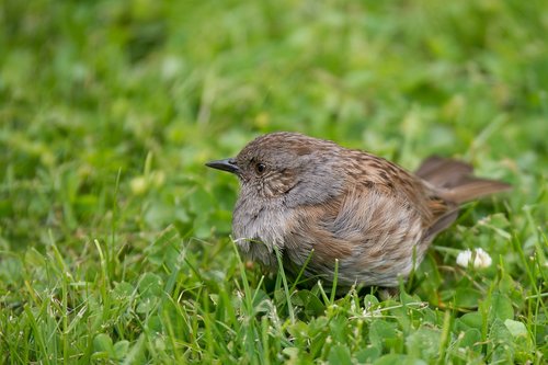 bird  nature  animal