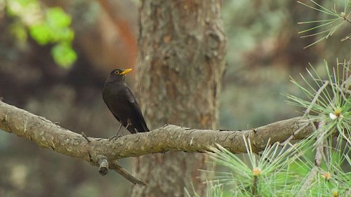 bird  blackbird  natural