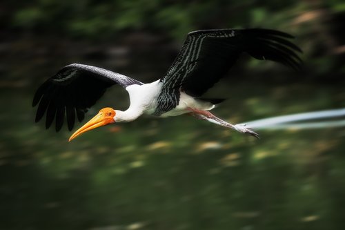bird  painted stork  nature