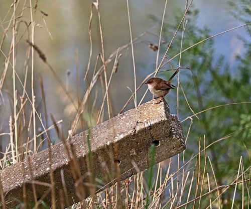 bird  wren  post