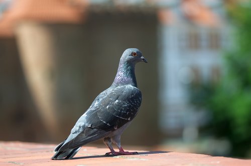 bird  pigeon  on
