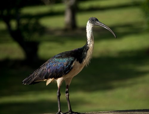 bird  straw necked ibis  threskiornis spinicollis