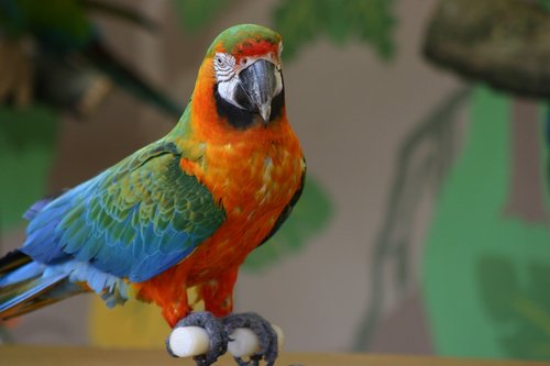 bird  parrot  colorful