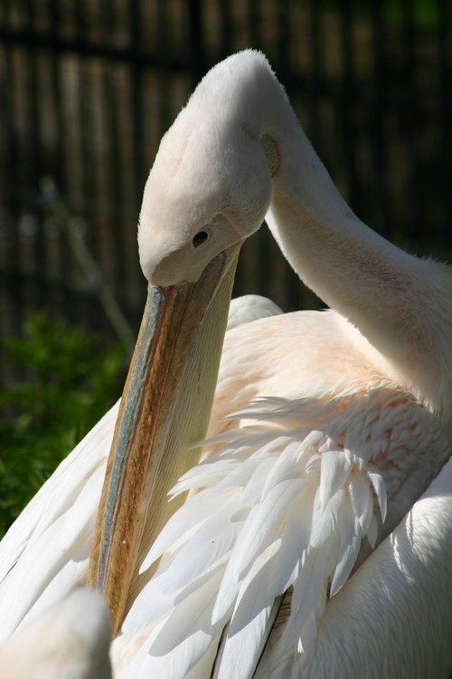 bird  pelican  feathers