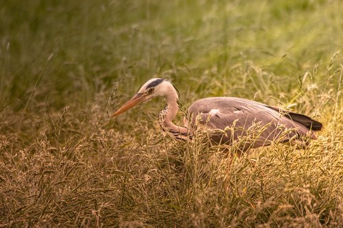 bird  animals  fauna