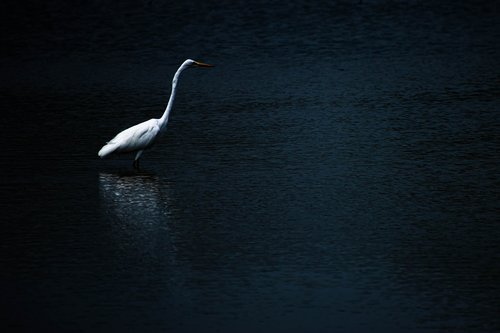 bird  lake  water