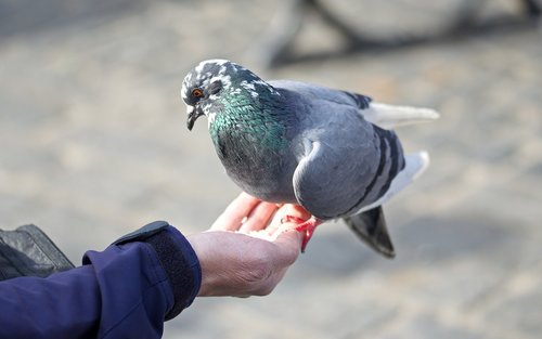 bird  pigeon  hand