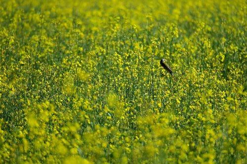 bird  field of rapeseeds  nature