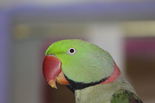 bird  papgei  green