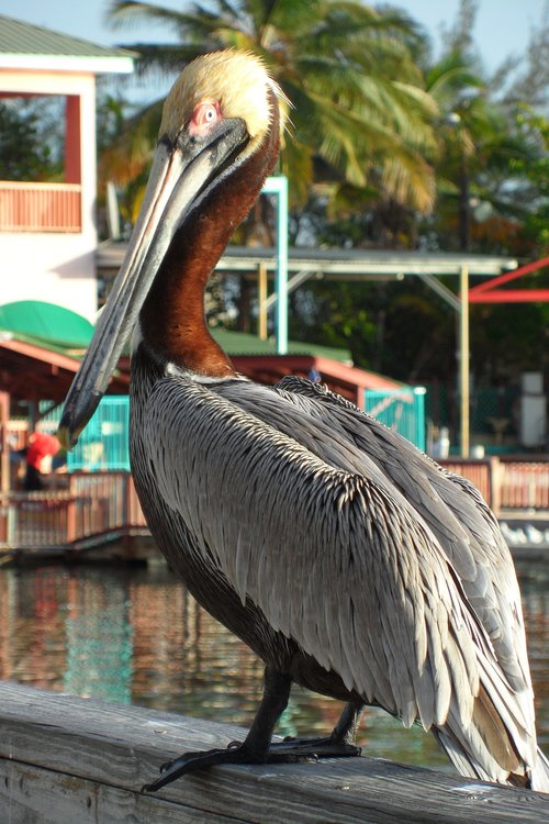 bird  pelican  nature