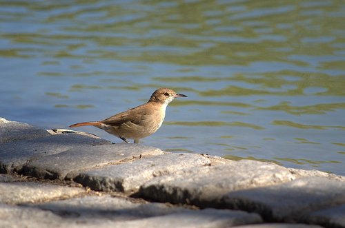 bird  nature  lake
