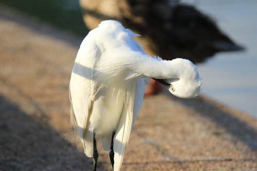 bird  little egret  elasticity