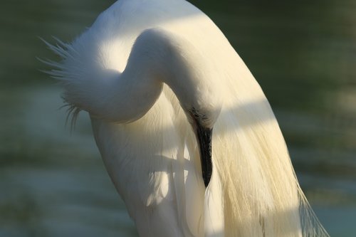 bird  little egret  white
