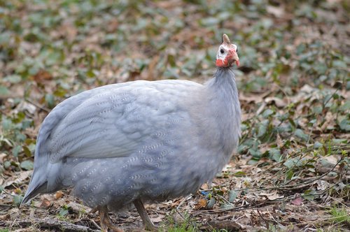 bird  zoo  nature