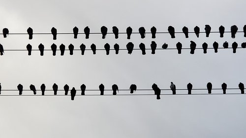 bird  bird on a wire  outdoor