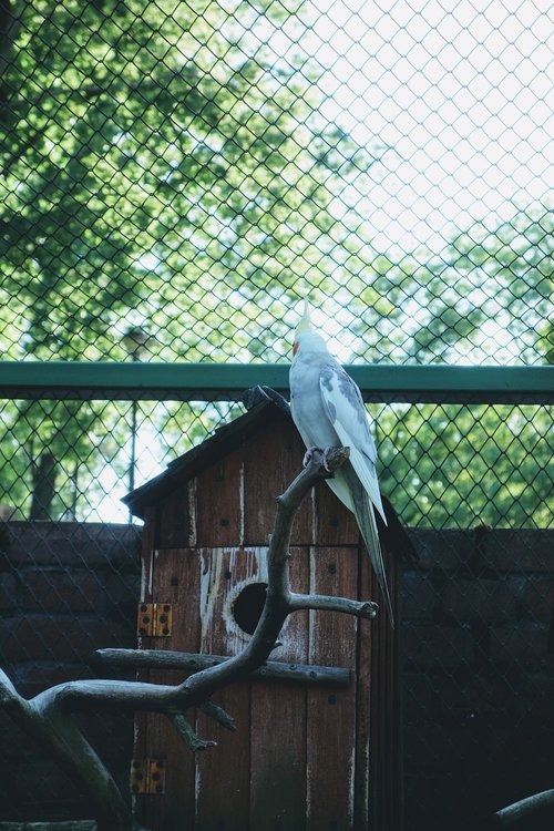 bird  cage  parrot